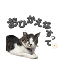 れおちゃんをスタンプにしました（個別スタンプ：24）