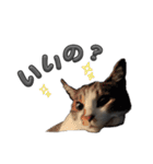 れおちゃんをスタンプにしました（個別スタンプ：29）