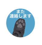 いろんな肉球と敬語（個別スタンプ：5）