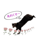 僕らの日常: あめちゃん＆うらちゃん（個別スタンプ：2）