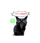 僕らの日常: あめちゃん＆うらちゃん（個別スタンプ：3）