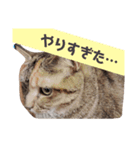 表情100変化！我が家のねこスタンプ。（個別スタンプ：1）