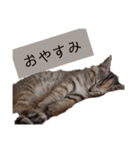 表情100変化！我が家のねこスタンプ。（個別スタンプ：3）