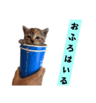 表情100変化！我が家のねこスタンプ。（個別スタンプ：4）