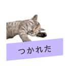 表情100変化！我が家のねこスタンプ。（個別スタンプ：5）