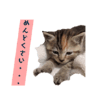 表情100変化！我が家のねこスタンプ。（個別スタンプ：6）