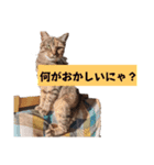 表情100変化！我が家のねこスタンプ。（個別スタンプ：7）