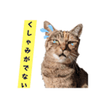 表情100変化！我が家のねこスタンプ。（個別スタンプ：8）
