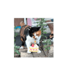㋯㋘㋧㋙（個別スタンプ：17）