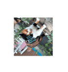 ㋯㋘㋧㋙（個別スタンプ：20）
