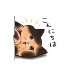 ぽちゃねこ！（個別スタンプ：9）