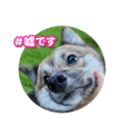 チョコ 犬 ワン（個別スタンプ：2）