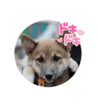 チョコ 犬 ワン（個別スタンプ：7）