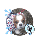 キャバリア KURU（個別スタンプ：1）