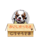 キャバリア KURU（個別スタンプ：2）