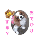キャバリア KURU（個別スタンプ：12）