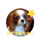 キャバリア KURU（個別スタンプ：13）