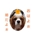 キャバリア KURU（個別スタンプ：14）