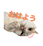 ムーンさんといっしょ（個別スタンプ：1）