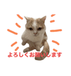ムーンさんといっしょ（個別スタンプ：8）