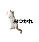 ムーンさんといっしょ（個別スタンプ：17）
