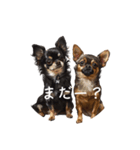 チワワとはチワワ（個別スタンプ：1）