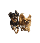 チワワとはチワワ（個別スタンプ：3）