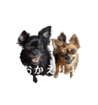 チワワとはチワワ（個別スタンプ：4）