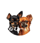 チワワとはチワワ（個別スタンプ：7）