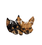 チワワとはチワワ（個別スタンプ：8）