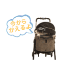 しょぱにの日常（個別スタンプ：21）