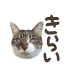 褒めと罵りねこ 写真 でか文字日常 短文（個別スタンプ：21）