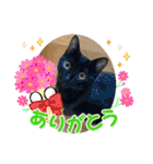 ♡黒猫2♡（個別スタンプ：5）