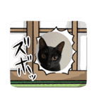 ♡黒猫2♡（個別スタンプ：21）