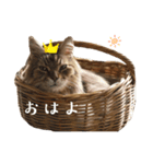 ねこたち2024（個別スタンプ：1）