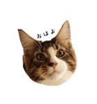 ねこたち2024（個別スタンプ：2）