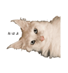 ねこたち2024（個別スタンプ：3）