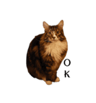 ねこたち2024（個別スタンプ：4）