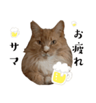 ねこたち2024（個別スタンプ：7）