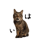 ねこたち2024（個別スタンプ：9）