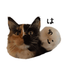 ねこたち2024（個別スタンプ：10）
