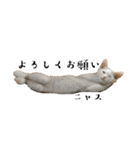 ねこたち2024（個別スタンプ：11）