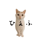 ねこたち2024（個別スタンプ：12）