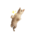 ねこたち2024（個別スタンプ：13）