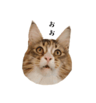 ねこたち2024（個別スタンプ：14）