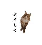 ねこたち2024（個別スタンプ：15）