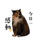 ねこたち2024（個別スタンプ：16）