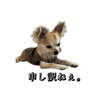 ぽんずII（個別スタンプ：5）