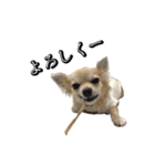 ぽんずII（個別スタンプ：13）