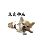 ぽんずII（個別スタンプ：15）